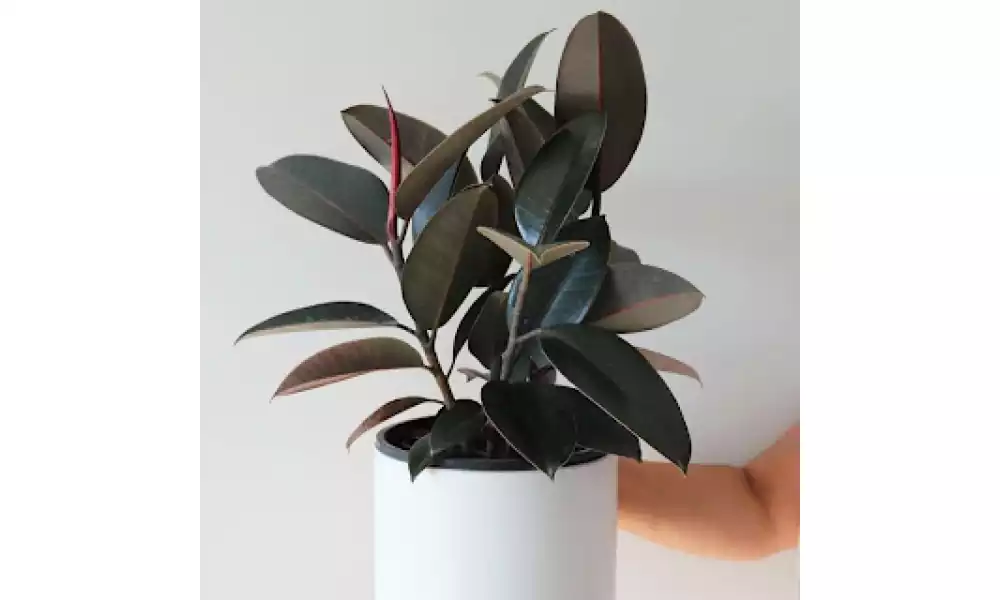 Rubber plant